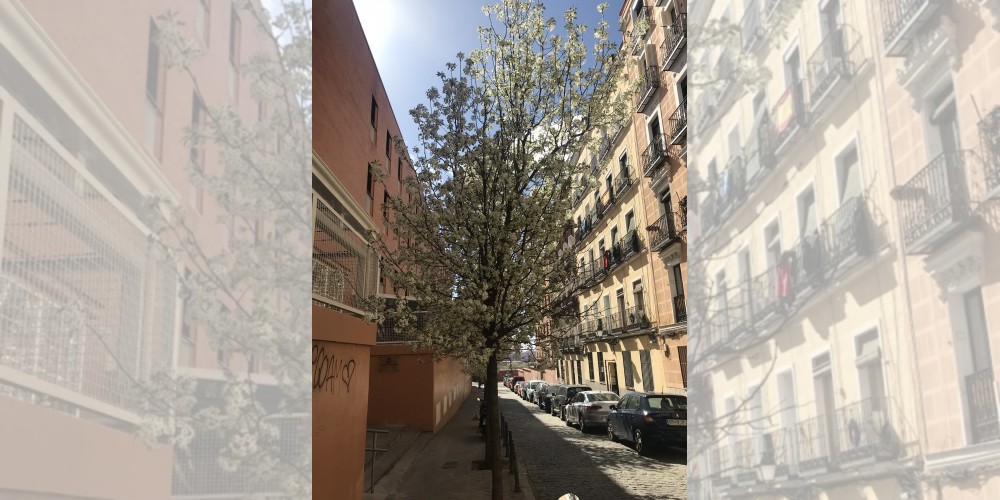 Calle Jerte